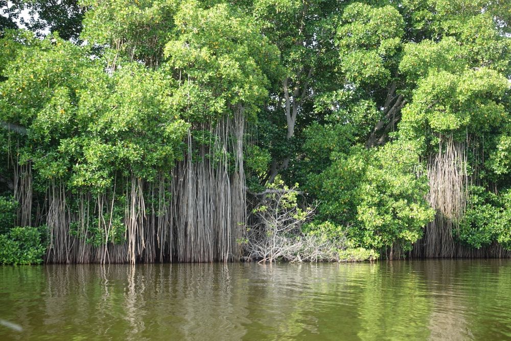 La mangrove