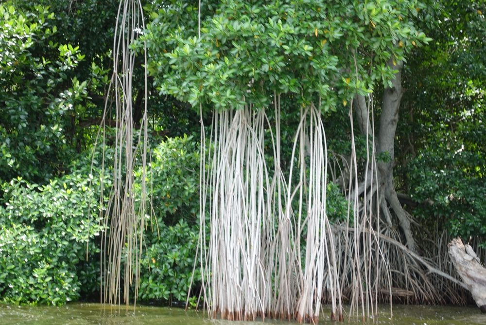 La mangrove