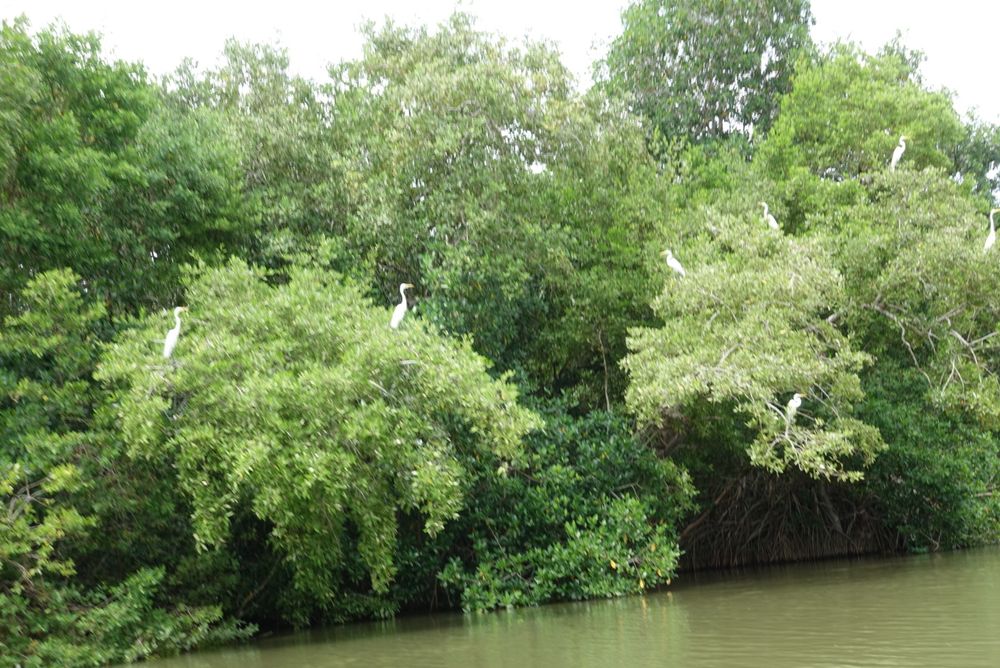 Les oiseaux perchés sur un arbre de la mangrove