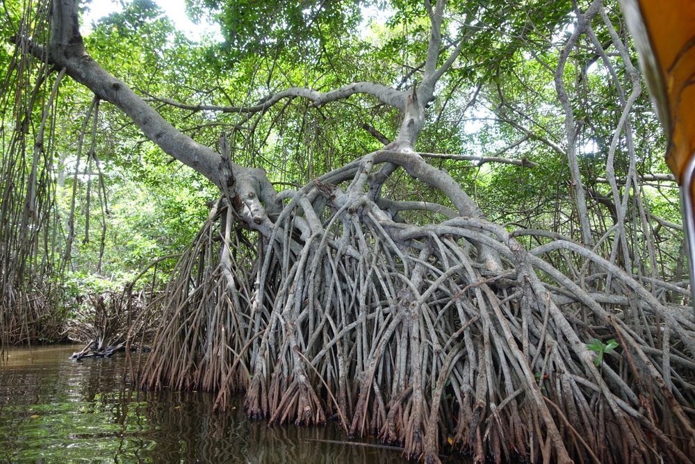 La mangrove