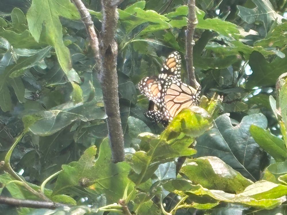 2 Monarchs in love