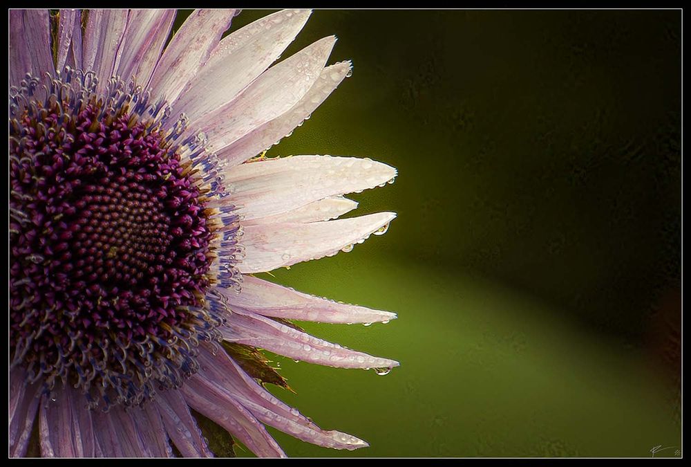 Macro photo of the purple berkeye flower. Its pink petals are damp from the rain, its purple center eye watching closely.