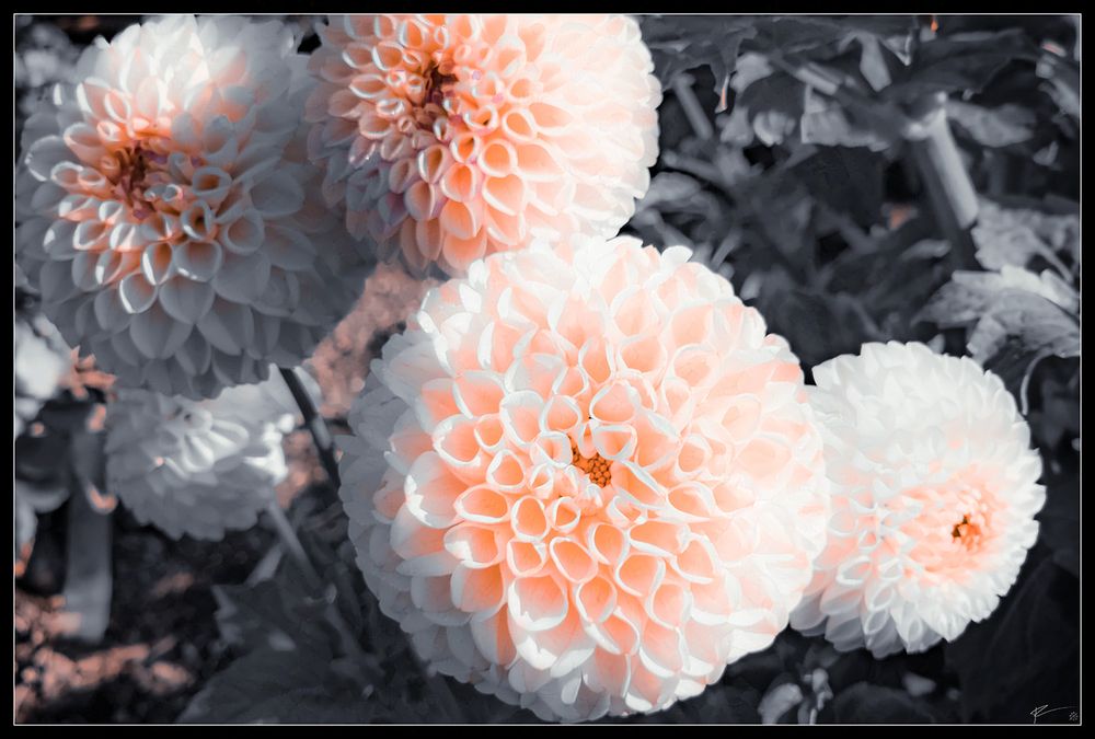 Peach dahlia flowers fill the frame making me hungry. accompanied by a poem by Elinor Morton Wylie called 

Wild Peaches Stanza 1


Elinor Morton Wylie Elinor Morton Wylie
Somerville, New Jersey
follow poet
Poet's Page Poems More
Next Poem
53 / 53
Previous Poem
Wild Peaches
Rating: ★2.9
♡
Autoplay


1

When the world turns completely upside down
You say we'll emigrate to the Eastern Shore
Aboard a river-boat from Baltimore;
We'll live among wild peach trees, miles from town,
You'll wear a coonskin cap, and I a gown
Homespun, dyed butternut's dark gold colour.
Lost, like your lotus-eating ancestor,
We'll swim in milk and honey till we drown.

The winter will be short, the summer long,
The autumn amber-hued, sunny and hot,
Tasting of cider and of scuppernong;
All seasons sweet, but autumn best of all.
The squirrels in their silver fur will fall
Like falling leaves, like fruit, before your shot.