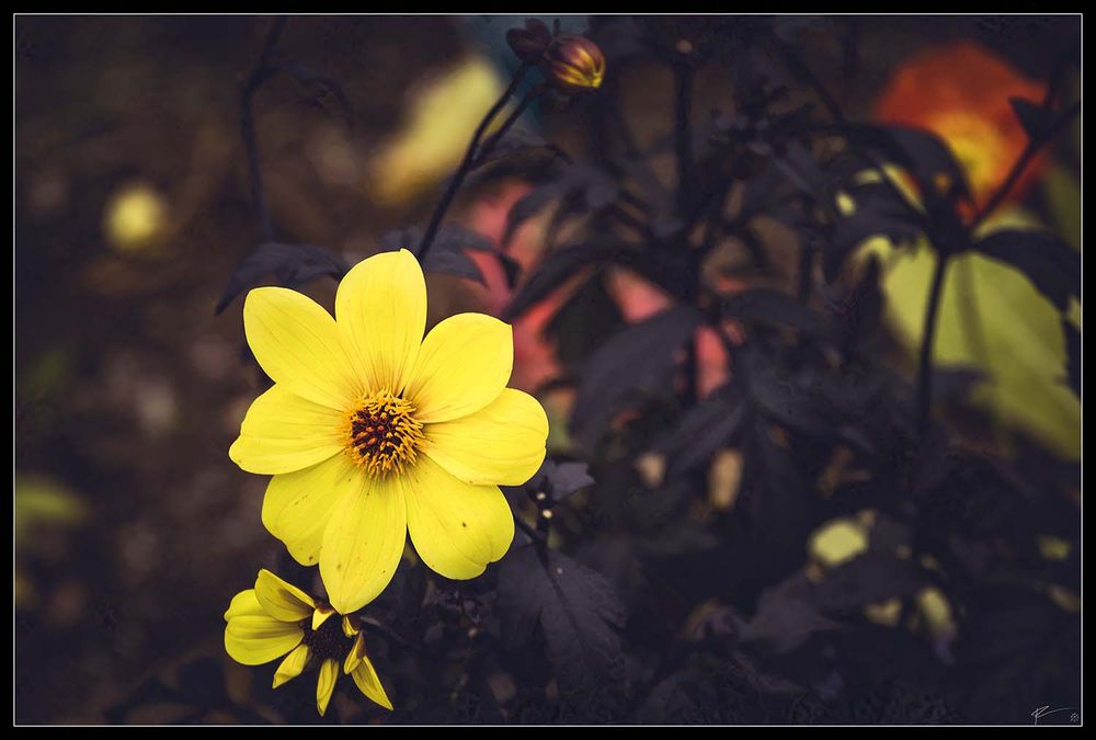 The golden yellow of this moonfire Dahlia is so hot.