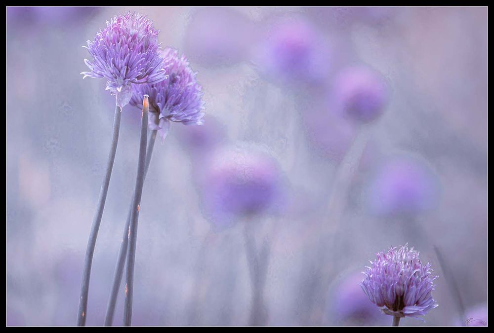 A trio of lavender blooming wild chives. They resemble a family.
