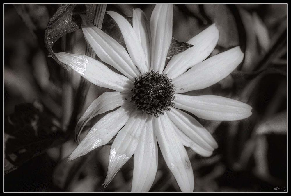 A black and white coneflower glows in the morning sun. It's soft shadows contrast the coming day. 

Accompanied by a poem by Hazel Durham called 

Black and White

White dazzles my inner divide,
Black thrown in with my unruly side,
My parents wave me a lingering goodbye,
They have always nurtured my childlike soul,
As I try to fly from my warm nest,
To accomplish and try to be the best,
In a world full of colour so bold,
I'm painted black and white,
Standing out for all the wrong reasons,
I dare to fight,
I always daydream in multicolour scenes of joy,
Living is a struggle with silent screams of turmoil,
Stirring the concoction to the boil,
As i listen to remarks that stick permanently,
I try and climb to a great height,
To discover a view, that I can never see,
I bounce back into a fantasy of nature holding my hand,
Accepting my limitations,
Tasting the sweet prospect of finding words a sensation,
Black and white finds the curious light,
That shimmers with substance and dances across the page in ink,
I cross a a wide bridge that is my link,
To dissolving the empty divide,
Like the certainty of the incoming tide.