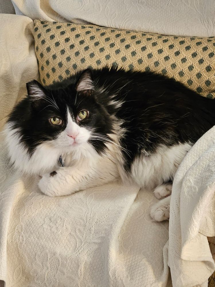 Black and white cat. 