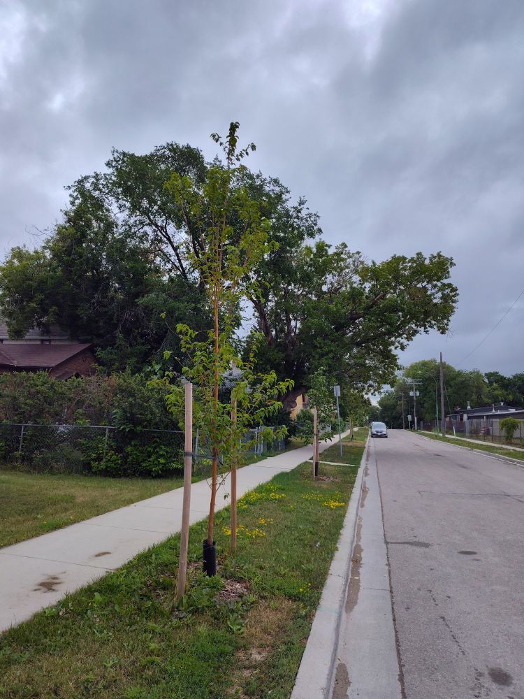 Street trees planted on Poplar Ave by Chalmers Neighbourhood Renewal last year, funded by a Home Grown Grant from the City of Winnipeg! 