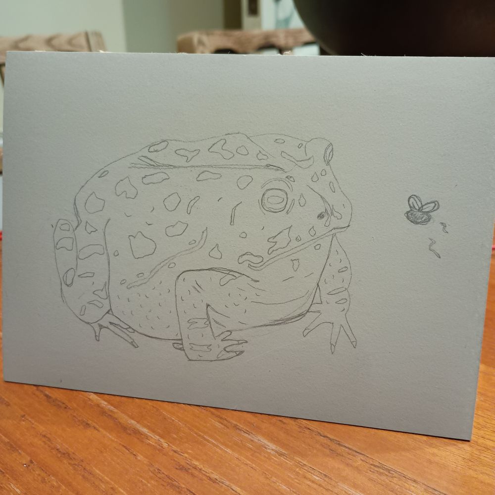 A pencil sketch of a fat, grumpy toad staring at a flu buzzing in front of its face. It is drawn on a piece of lino. 