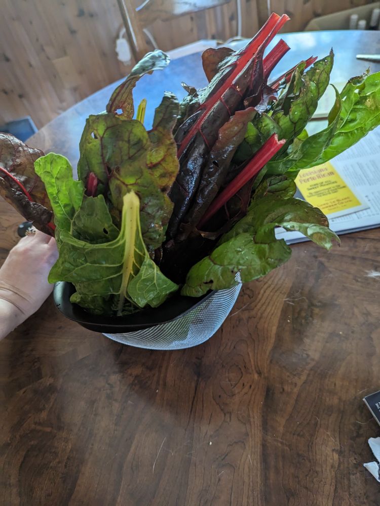 A mesh strainer full of rainbow swiss chard sitting on a wood table. The strainer almost fails entirely to contain the very full bouquet of chard. 