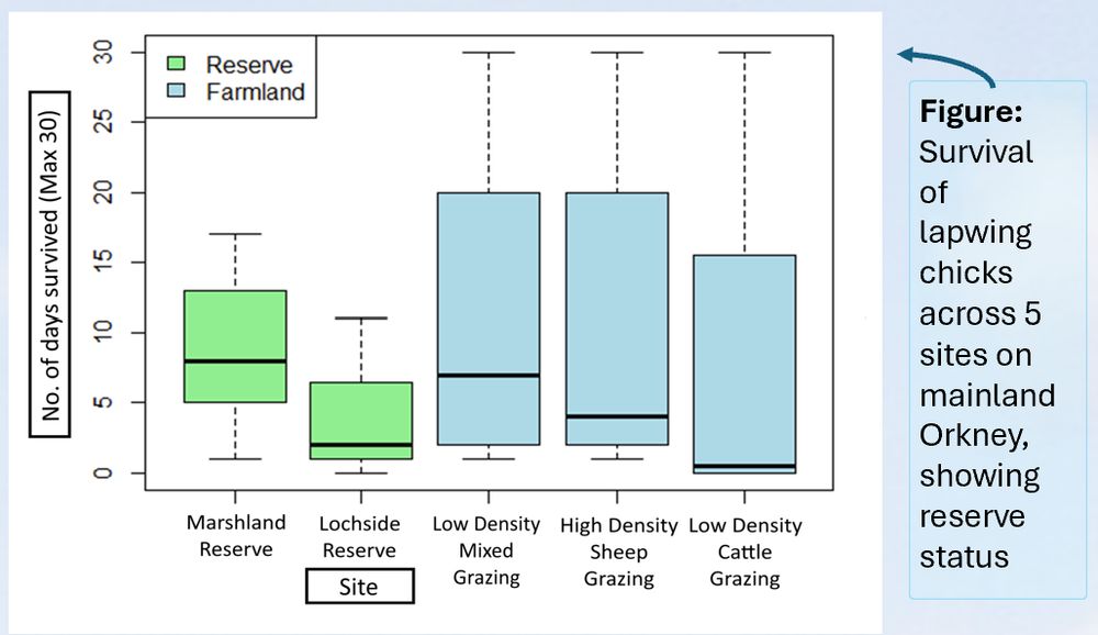 Box plot showing the no of days survived of lapwing chicks across 5 different sites of varying habitat: marshland reserve, lochside reserve, low density mixed grazing, high density sheep, low density cattle grazing. There are no significant differences in survival between site, or reserve status.