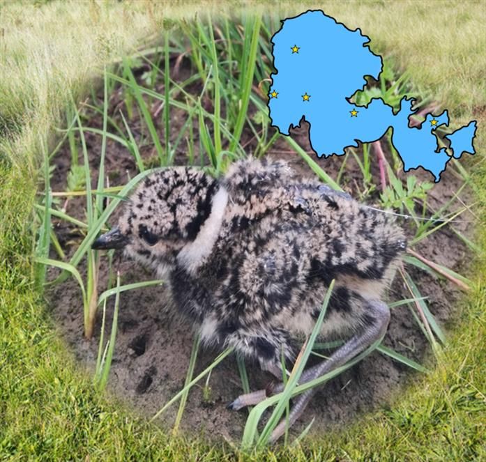 Picture of a lapwing chick with a small radiotag attached to the back. Map of mainland Orkney above showing the location of study sites, which are in various areas across the island.