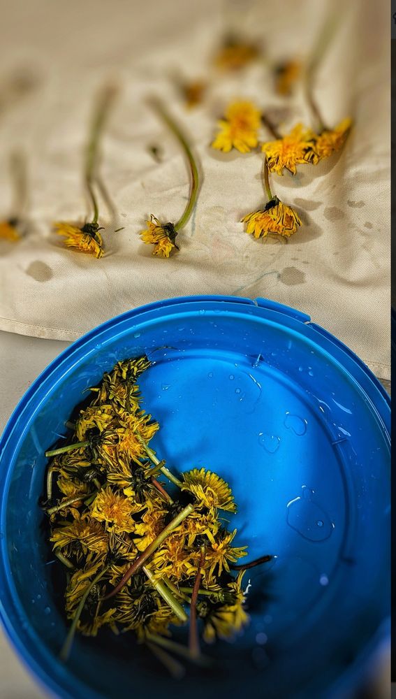 drying flowers for tea, salads and drinks 
