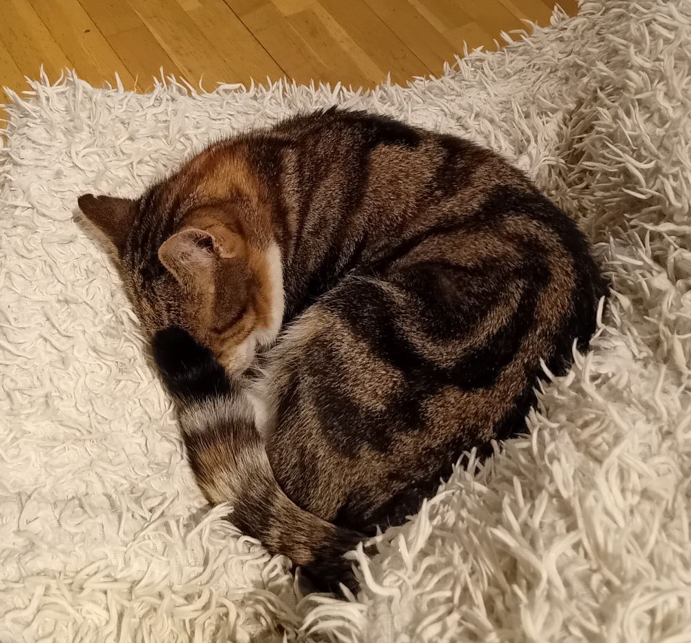 A beautiful torbie cat lies curled up sleeping on a fluffy white blanket, her little black-tipped tail shading her eyes from the light