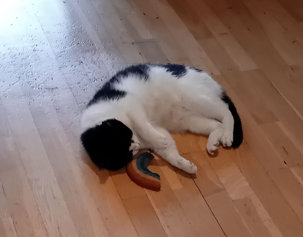 An ugly white and black tomcat lies on the floor on his side near a rainbow kicker toy