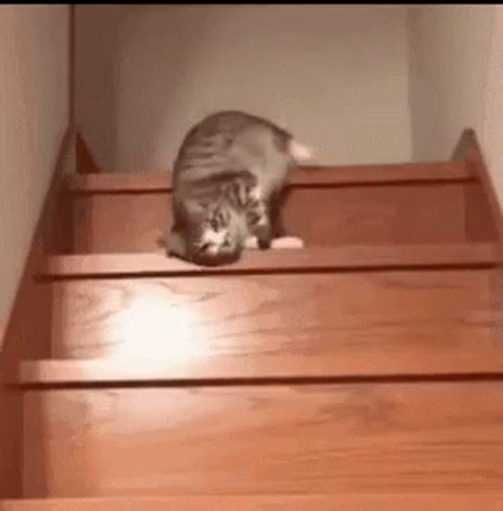 a cat is sitting on top of a set of wooden stairs .