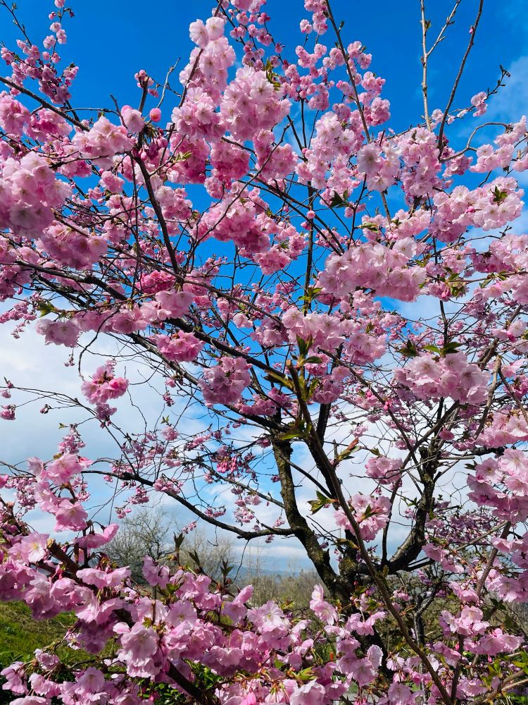 blossoming sakura tree on the blue sky backdrop
