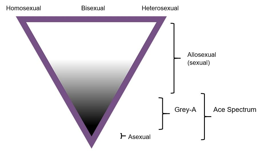 Sexuality triangle with homosecual heterosexual and asexual