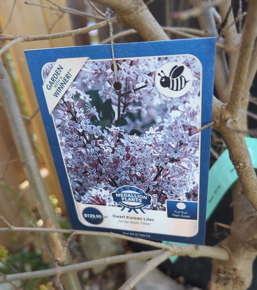A photo of a plant with a tag showing it's a "Dwarf Korean Lilac".