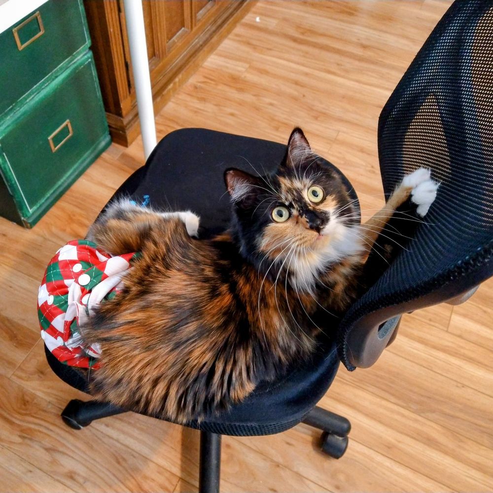 A fluffy tortie and white cat wearing a Christmas themed diaper (because she's incontinent), sitting on an office chair with both front paws reaching up on the back.