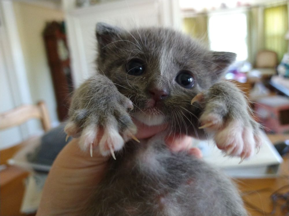 Three week old kitten with murder mitts.