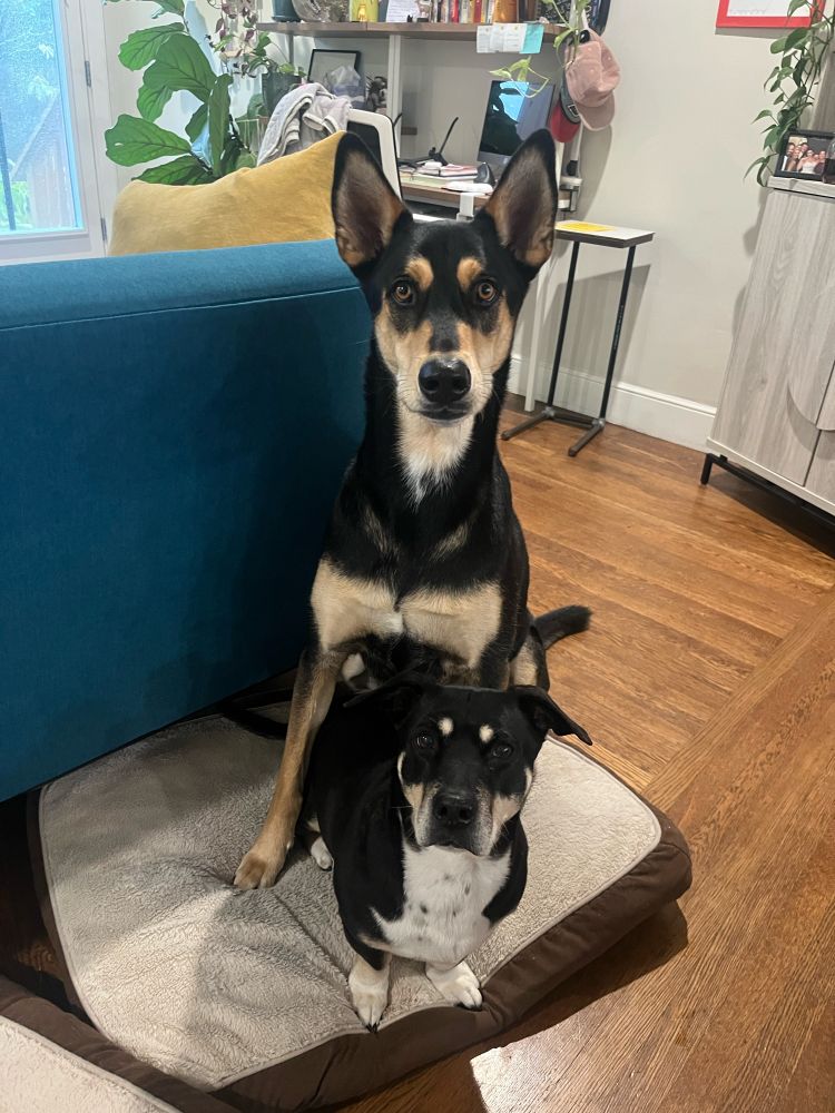David, a Doberman husky mix, standing on top of Penny, a basset hound pitbull mix, as they wait for their cheese tax on their bed.
