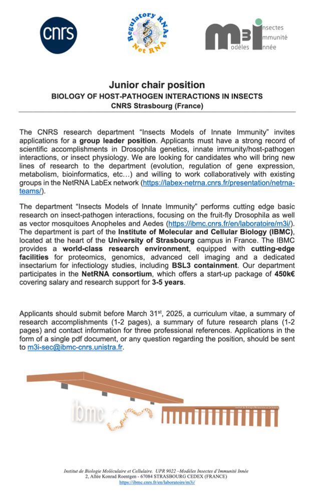 The CNRS research department “Insects Models of Innate Immunity” invites applications for a group leader position. Applicants must have a strong record of scientific accomplishments in Drosophila genetics, innate immunity/host-pathogen interactions, or insect physiology. We are looking for candidates who will bring new lines of research to the department (evolution, regulation of gene expression, metabolism, bioinformatics, etc…) and willing to work collaboratively with existing groups in the NetRNA LabEx network (https://labex-netrna.cnrs.fr/presentation/netrnateams/).

The department “Insects Models of Innate Immunity” performs cutting edge basic research on insect-pathogen interactions, focusing on the fruit-fly Drosophila as well as vector mosquitoes Anopheles and Aedes (https://ibmc.cnrs.fr/en/laboratoire/m3i/). The department is part of the Institute of Molecular and Cellular Biology (IBMC), located at the heart of the University of Strasbourg campus in France. The IBMC provides a world-class research environment, equipped with cutting-edge facilities for proteomics, genomics, advanced cell imaging and a dedicated insectarium for infectiology studies, including BSL3 containment. Our department participates in the NetRNA consortium, which offers a start-up package of 450k€ covering salary and research support for 3-5 years.

Applicants should submit before March 31st , 2025, a curriculum vitae, a summary of research accomplishments (1-2 pages), a summary of future research plans (1-2 pages) and contact information for three professional references. Applications in the form of a single pdf document, or any question regarding the position, should be sent to m3i-sec@ibmc-cnrs.unistra.fr.
