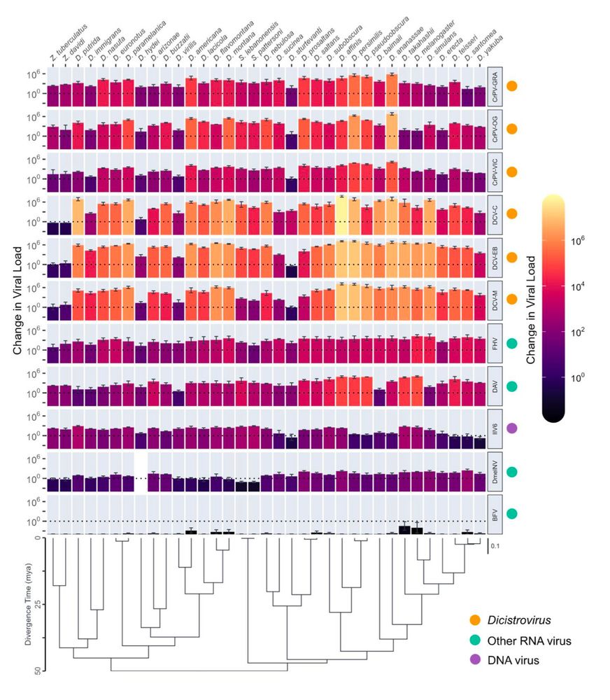 Phylogeny of 35 host species next to figure with bars showing viral load for 11 different viruses