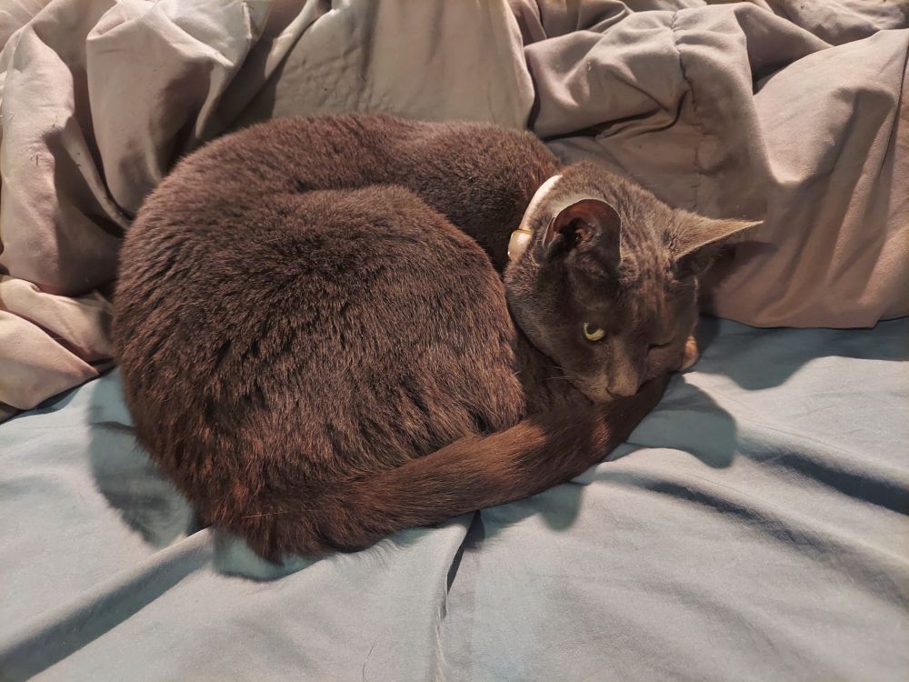 she's the meower
some may ask why she is the meower
it is because she meows.