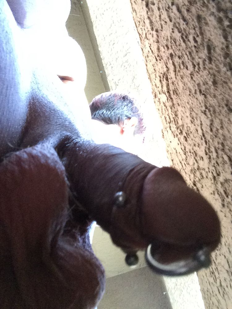 Bottom view of my naked self looking out the balcony, very close up view of my pierced cock and balls

#NSFW #pierced #pierceddick #penis #piercedcock #pa #princealbert #papiercing #frenum #naked #dick #dickpiercings #cockpiercings #fkk #bate #bator #edge #edging #cock #bigdick #harddick #edgeallday  #fatcock #onyourknees #masturbating #masturbator #masturbators #masturbate #wanker #wanking #jerkingoff #jackingoff #boner #cock #dick #dong #stroking #SexPositivity #bigdickboy #hung #hairy #cut #NSFW #horny #StonerLife #GayVibes #FitGayStoner  #stoner #gaystoner #stonerbator #stonerboner #420 #DaddyOtterWolf #daddy #wolf #gaywolf #otter #tuesday #tuesdaytease 