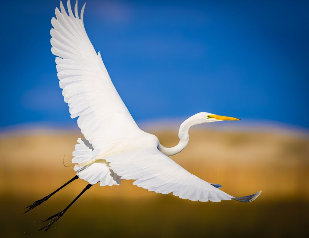 A Great Egret takes off from the San Diego River