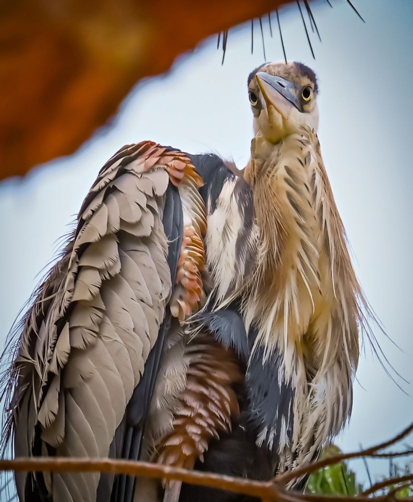 A Great Blue Heron perches in a pine tree