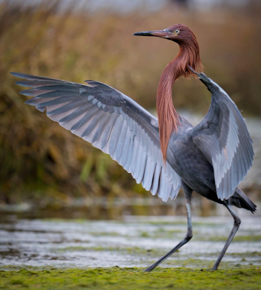 A Reddish Egret stands on the tidal mud flat with wings outstretched. 