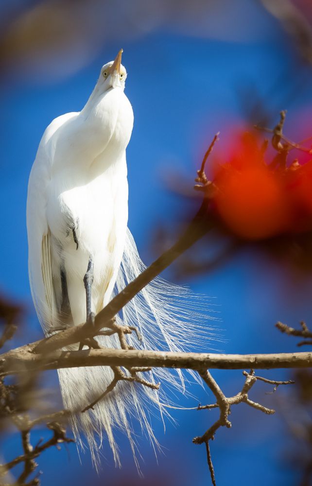 A Great Egret looks down from a coral tree. 