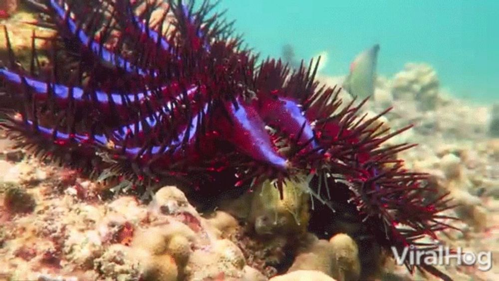 Crown Of Thorns Starfish Viralhog GIF