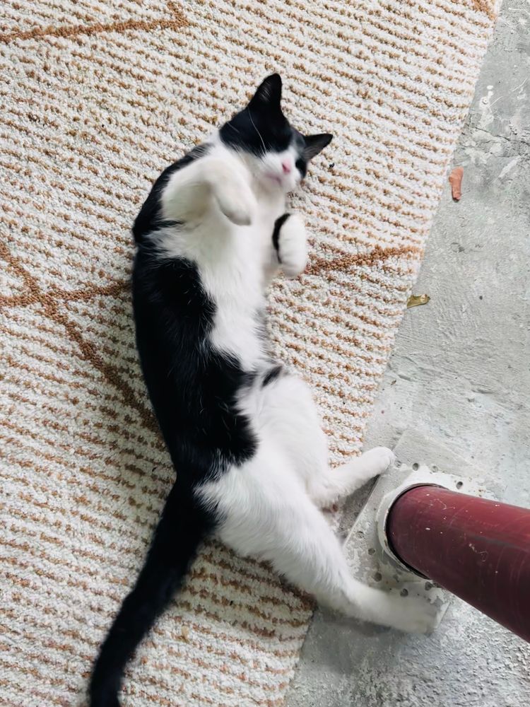 Same cat rolling around in our basement and being adorable