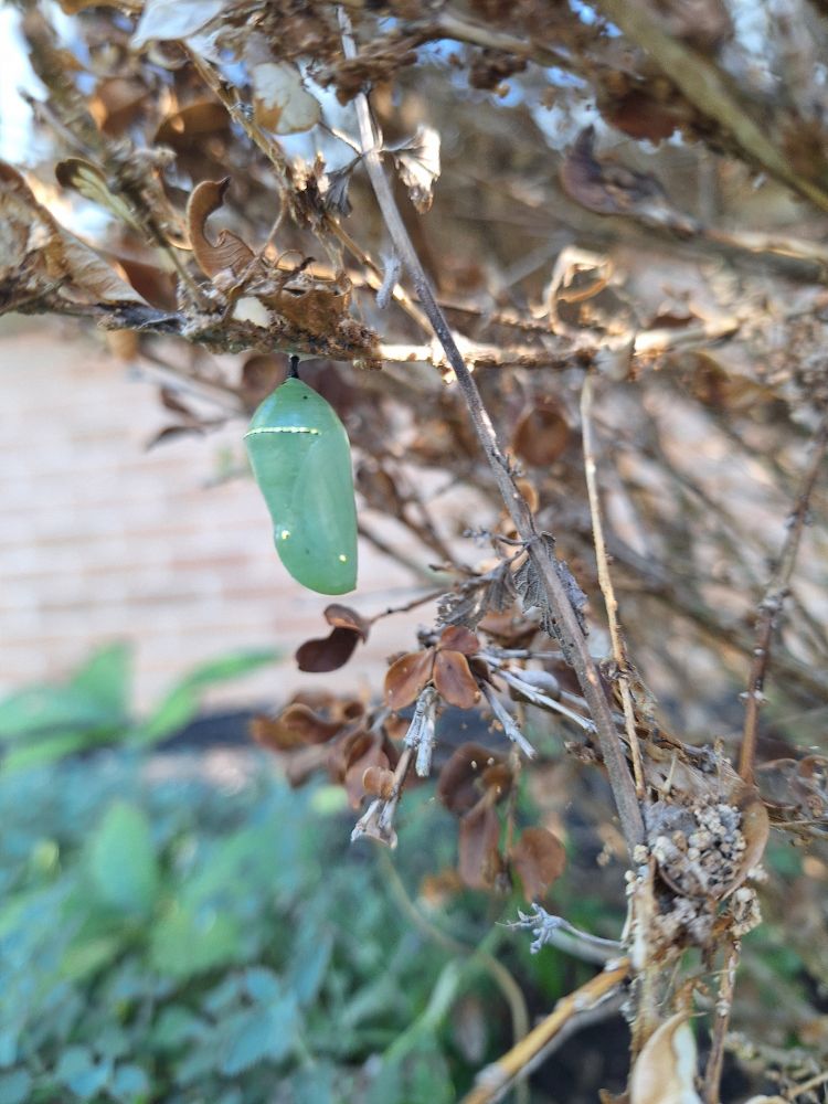 A monarch chrysalis on a dead bush.