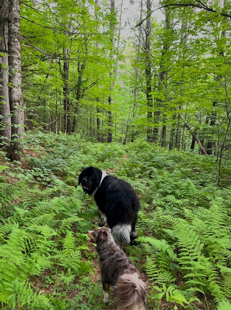 A large black and white dog and a smaller brown dog stand in a ferny path in the woods