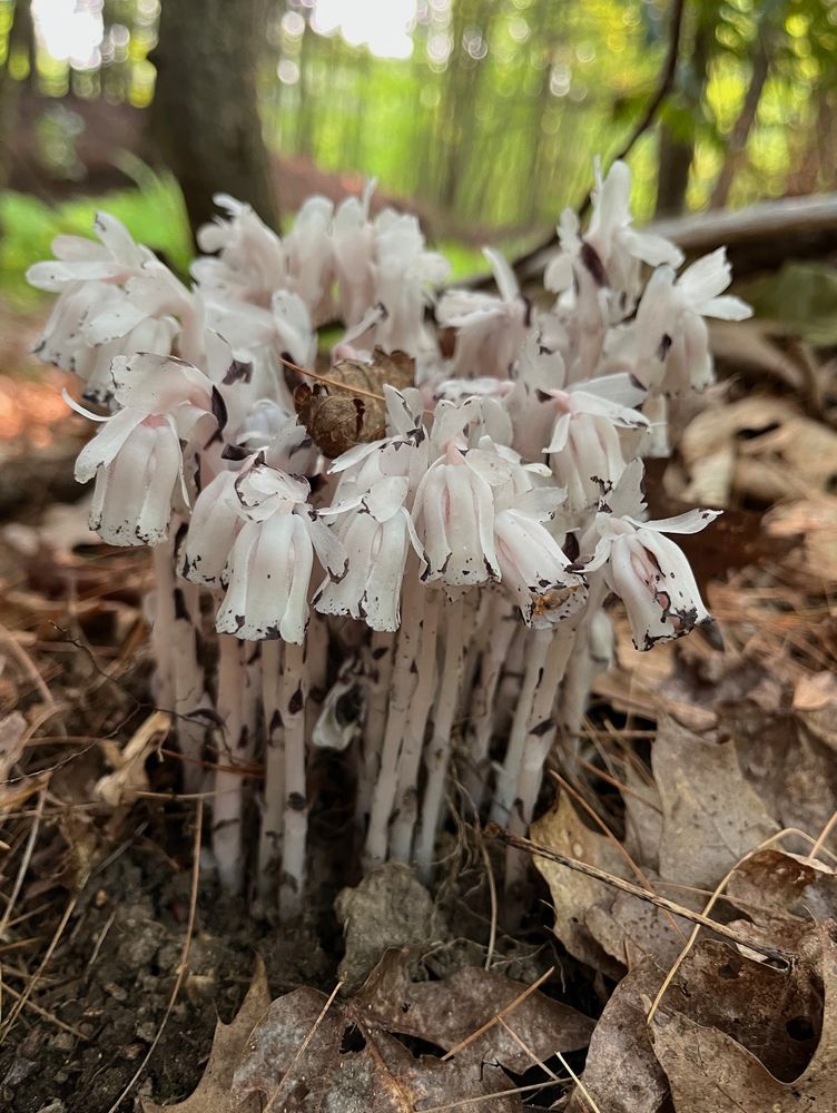 Ghost pipes poking through the leaf litter