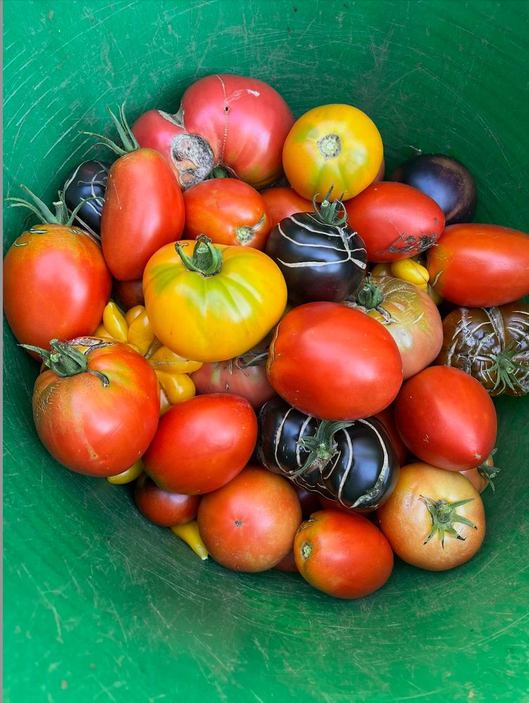 a green container full of tomatoes of many colors and sizes