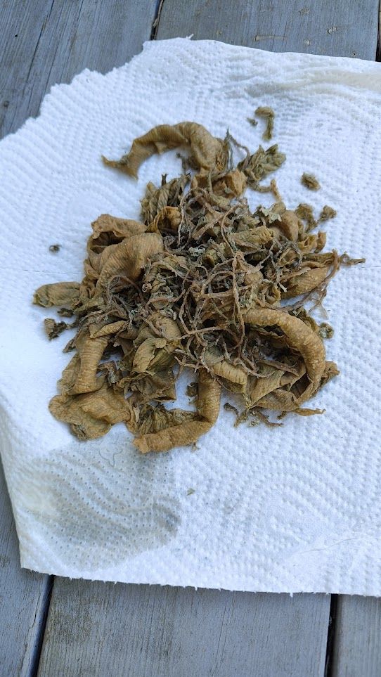 Photo of old sealant gobs piled on a paper towel. They're a gross dirty beige color and they look wet and stringy and rubbery and gross.