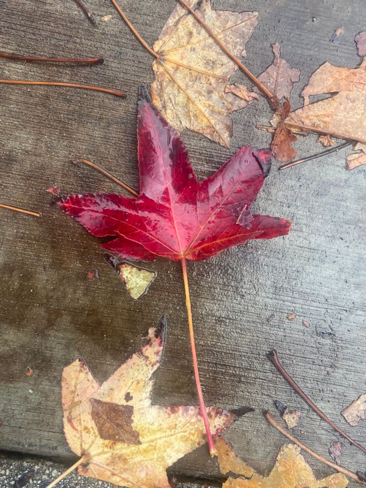 Leaf with maroon colors