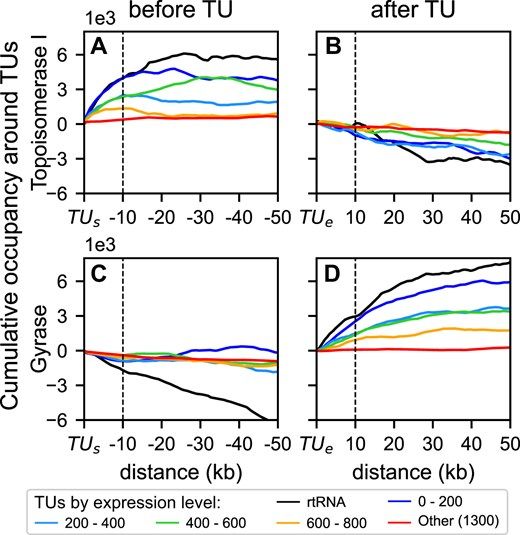 topoisomerase I and gyarse binding upstream and downstream of transcription units