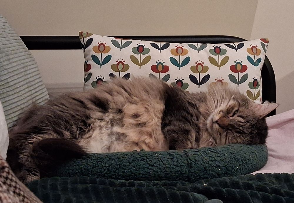 Filou, chat fluffy couché de côté sur son panier vert, sur le canapé. Presque endormi mais son œil droit entr'ouvert me regarde. 