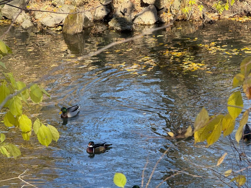 Photo of some ducks, mallards & 1 wood duck, in a creek, with branches, leaves, & a bit of bank visible