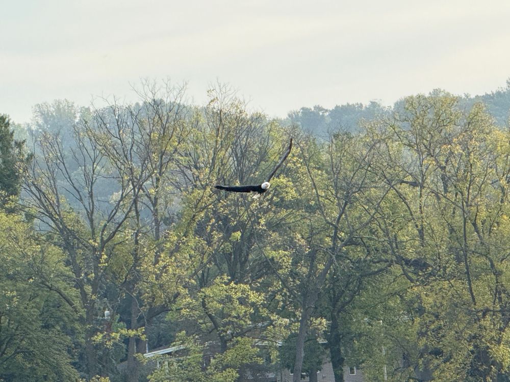 Photo of a bald eagle flying against a backdrop of trees
