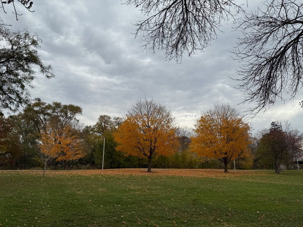 Photo of 3 autumn-orange trees in a suburban park