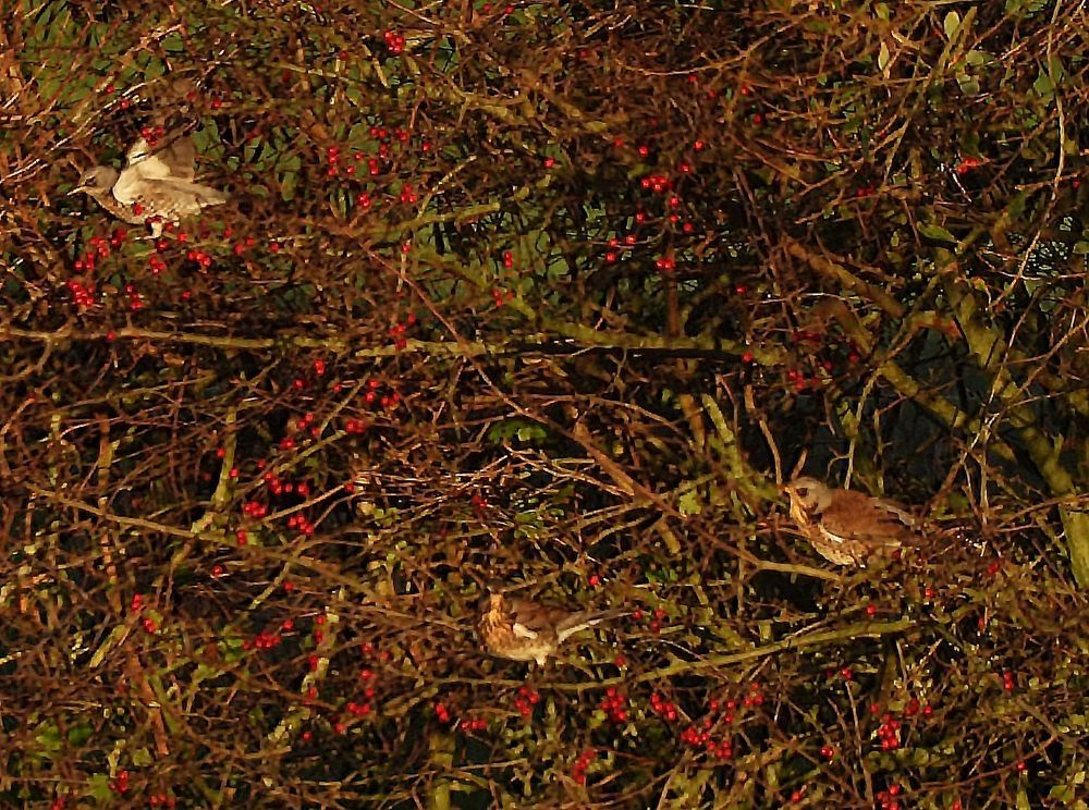 Three fieldfares (a kind of large thrush) among hawthorn shrubbery; two of the birds are roosted (lower-middle & -right), the third (upper left) is just landing.  The main color of the hawthorns is shades of brown; red berries are scattered throughout