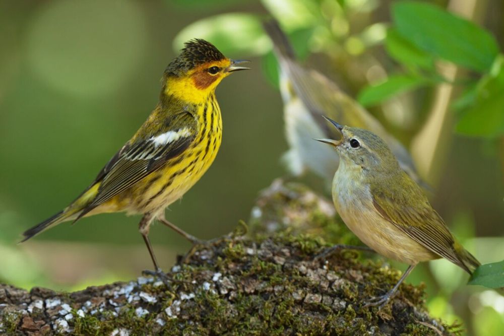 渡り鳥50種を23年追跡、「鳥たちの複雑な社会」が見えてきた