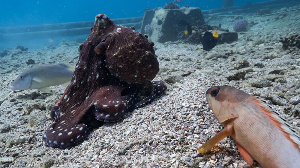 Punching Octopuses Lead Fish on Hunting Parties